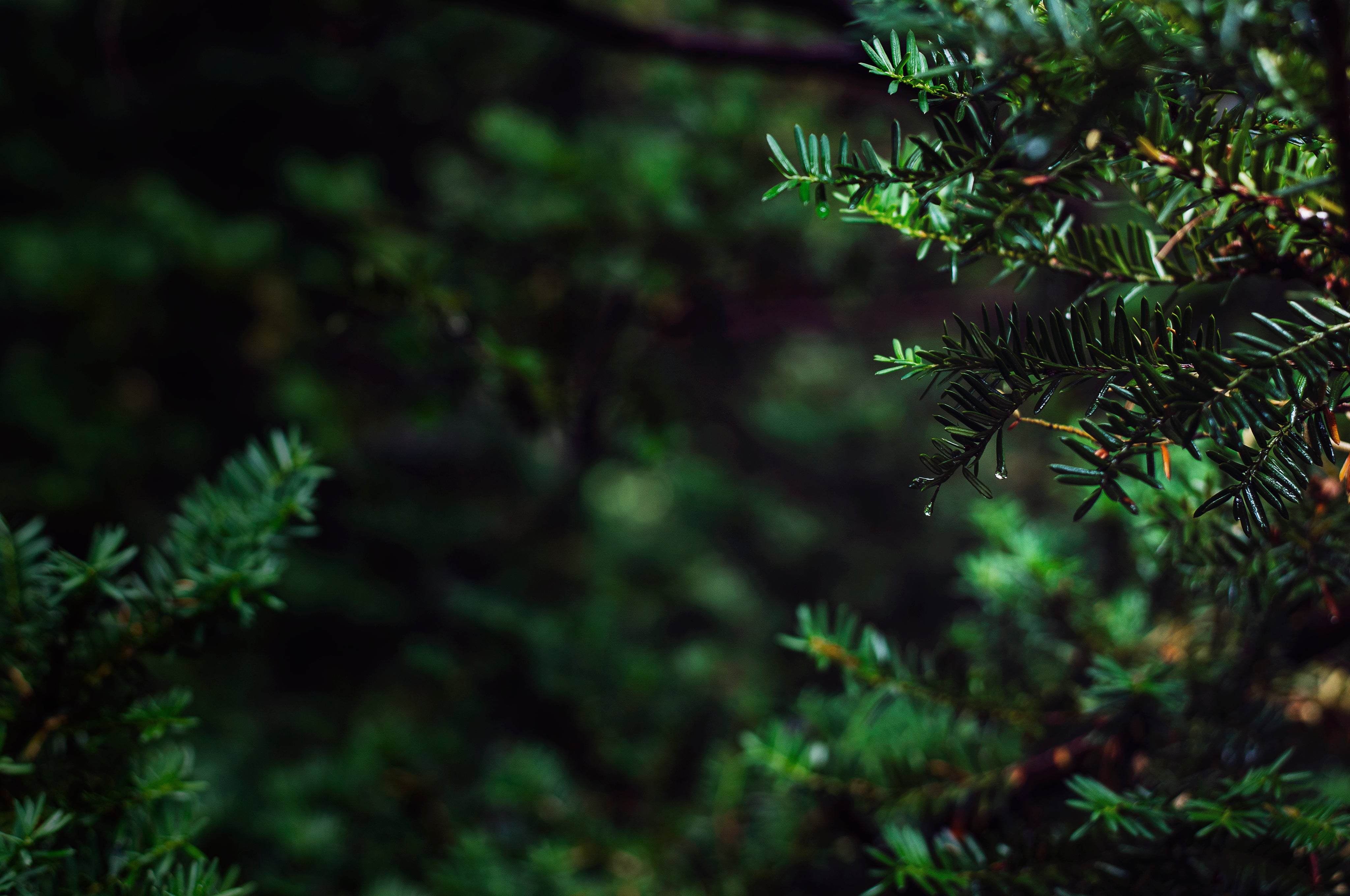 ONETREEPLANTED© Gym Equipment